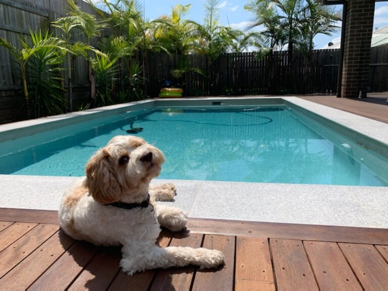 Dog On Pool